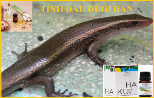 Tinh dầu đuổi rắn mối