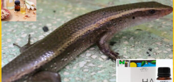 Tinh dầu đuổi rắn mối