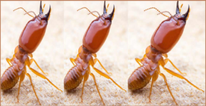 Diệt mối láng hạ giá rẻ