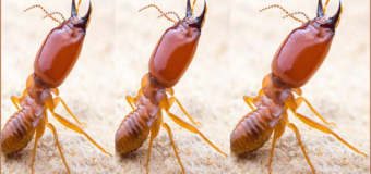 Diệt mối láng hạ giá rẻ