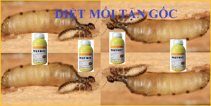 Diệt mối tận gốc ở Củ Chi