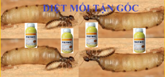 Diệt mối tận gốc ở Củ Chi