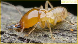 Diệt mối mọt tại nhà giá rẻ