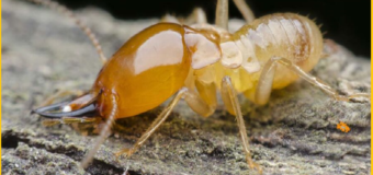 Diệt mối mọt tại nhà giá rẻ