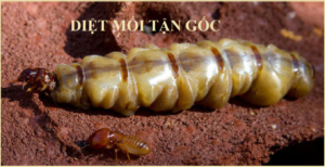 Diệt mối tận gốc an toàn