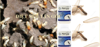 Diệt mối tận gốc Quận 2 uy tín