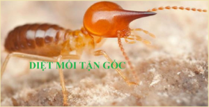 Diệt mối tận gốc Quận 2 nhanh nhất