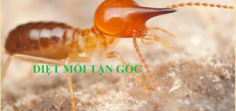 Diệt mối tận gốc Quận 2 nhanh nhất
