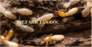 Lam sao de diet moi tan goc gia re