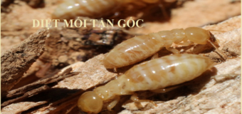 Diet moi tan goc Da Nang