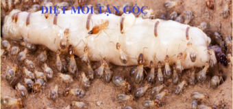 Diệt mối tận gốc Bà Rịa giá rẻ cực