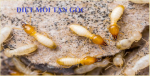 Diet moi tan goc bao nhieu tien