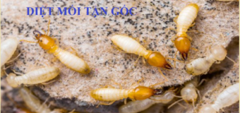 Diet moi tan goc bao nhieu tien