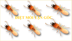 Diệt ổ mối nhanh gọn