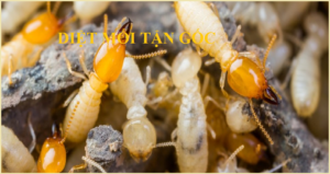 Diệt mối Pestcontrol