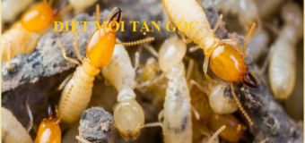 Diệt mối Pestcontrol