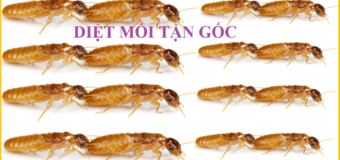 Diệt mối Quận Hai Bà Trưng