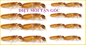Diệt mối Quốc Phong giá rẻ 24