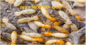 Diệt mối Quận Hoàn Kiếm