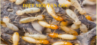 Diệt mối Quận Hoàn Kiếm
