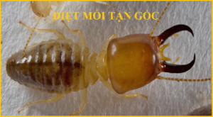 Diệt mối Quận Tây Hồ