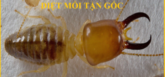 Diệt mối Quận Tây Hồ