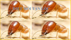 Diệt mối Quận 12 giá rẻ nhất