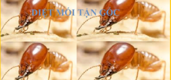 Diệt mối Quận 12 giá rẻ nhất