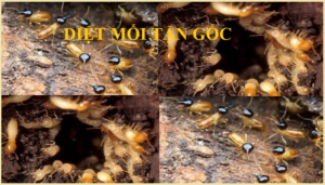 Diệt mối Quận 7 hcm giá rẻ