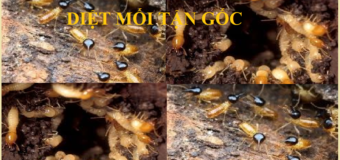 Diệt mối Quận 7 hcm giá rẻ