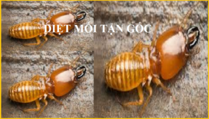 Diệt mối Quảng Ninh giá rẻ