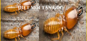 Diệt mối Quảng Ninh giá rẻ