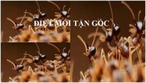 Diệt mối quận Cầu Giấy