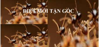 Diệt mối quận Cầu Giấy