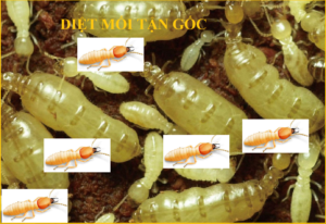 Diệt mối Quận Hoàng Mai