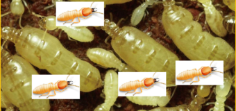 Diệt mối Quận Hoàng Mai