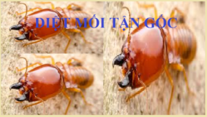 Diệt mối giá rẻ Hà Nội
