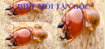 Diệt mối giá rẻ Hà Nội
