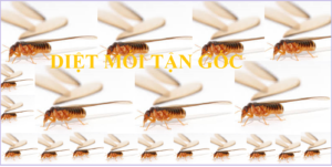 Cách diệt mối tận gốc đơn giản nhất