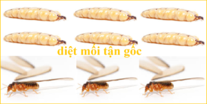 Diệt mối tận gốc Nam Định rẻ