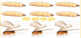 Diệt mối tận gốc Nam Định rẻ