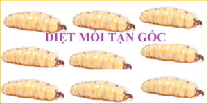 Diệt mối tận gốc ở Nam Định uy tín