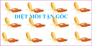 Diệt mối tận gốc Hà Đông