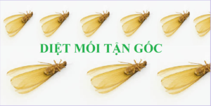 Diệt mối tận gốc giá rẻ Hà Nội 24