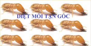 Diệt mối tận gốc tại TPHCM giá rẻ 247