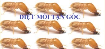 Diệt mối tận gốc tại TPHCM giá rẻ 247