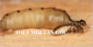 Diệt mối tận gốc Hà Tĩnh rẻ nhất