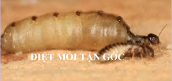 Diệt mối tận gốc Hà Tĩnh rẻ nhất