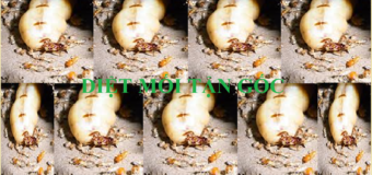 Diệt mối tận gốc Quận 8 hcm