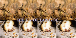 Kỹ thuật diệt mối tận gốc nhanh